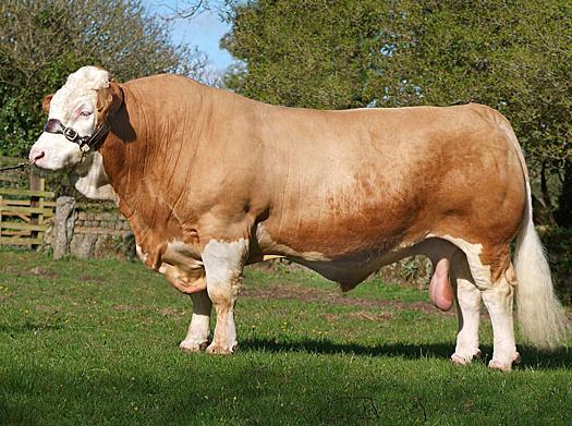 İnekler Simmental cins - aslında İsviçre'den