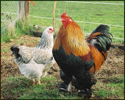 Tavuk ırkları: yetiştirme ve bakım