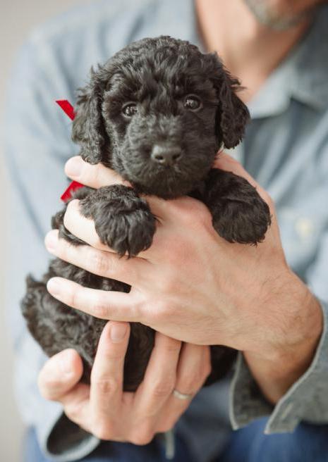 Barbet (Fransız su köpeği): dış özellikler, karakter, eğitim