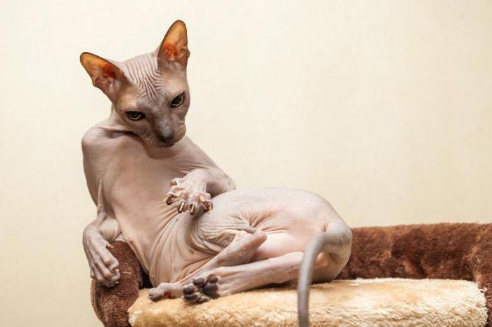 Don Sphynx'ten Kanada fotoğrafından farklıdır