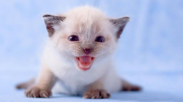 Yavru kedi doğumdan sonra kaç gün gözlerini açar?
