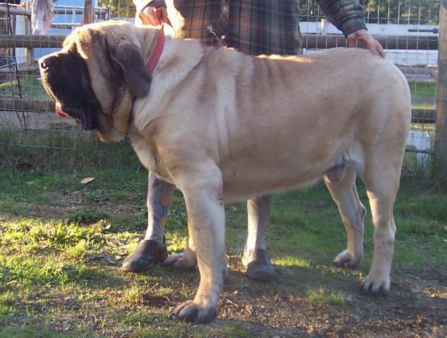 köpek fotoğrafının yanında kalanlar