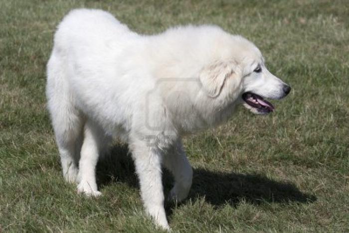 Dünyadaki en güzel köpek hangi cins aittir?