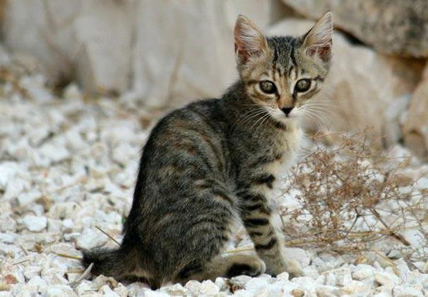 California parlayan kedi: cins, doğa, bakım ve içerik tanımı