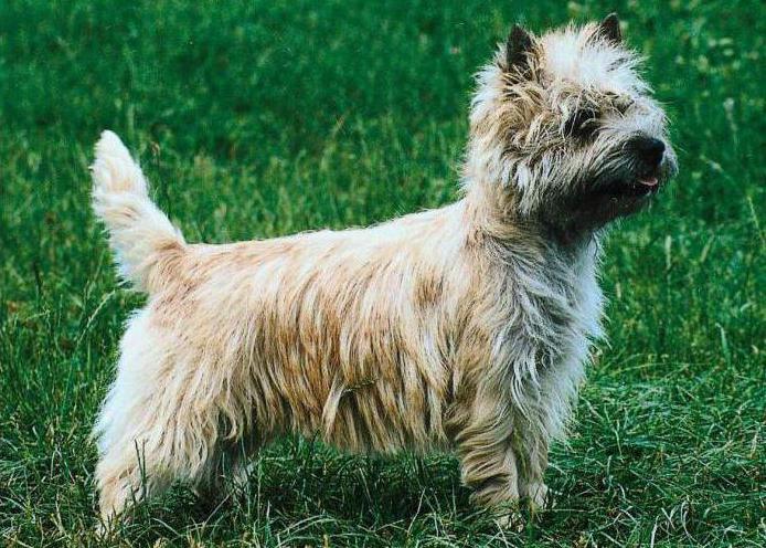 Kern-terriers: cinsin bir açıklaması, fotoğraf