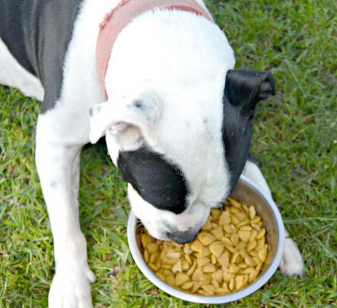 Dört ayaklı bir arkadaş için en iyi yiyecek, köpek maması Pro Planı'dır.