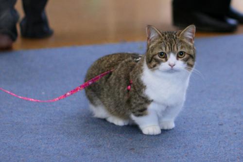 Munchkins - kısa boyunlu kediler: cins özellikleri