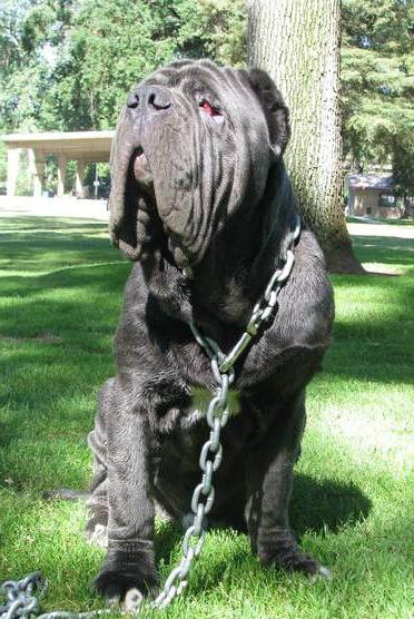 Mastiff Hercules dünyanın en büyük köpeği