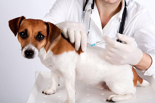 Köpekler için aşılar