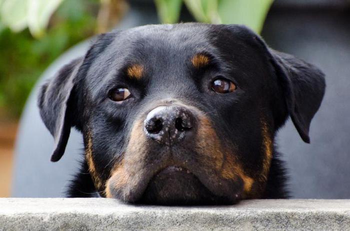 köpeklerde kalça displazisinin tedavisi