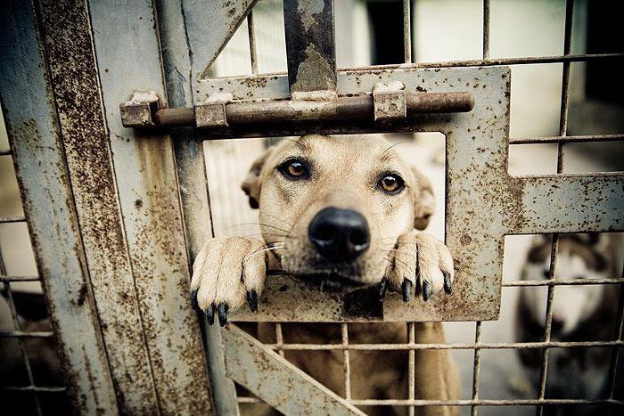 Nizhny Novgorod köpekler için barınak: Kendinize bir arkadaş bul!