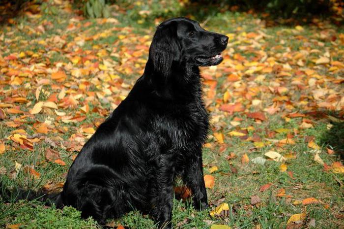 Labrador retriever: cins, karakter ve bakım