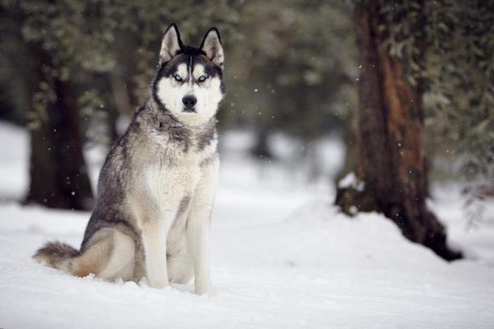 Husky çocuğu için takma adlar