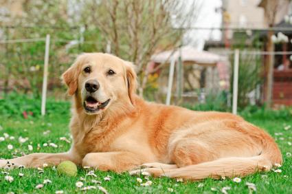 köpekler için solucanlar tabletleri