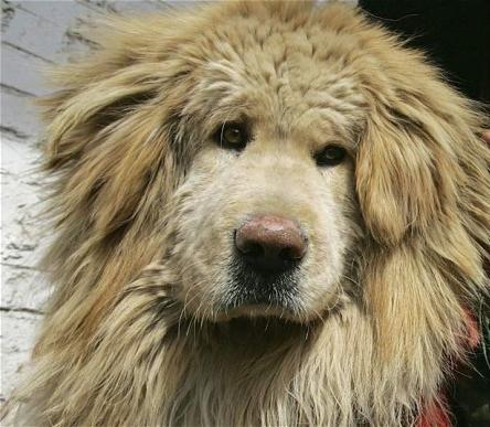 Tibet Mastiff - dünyanın en pahalı köpeği