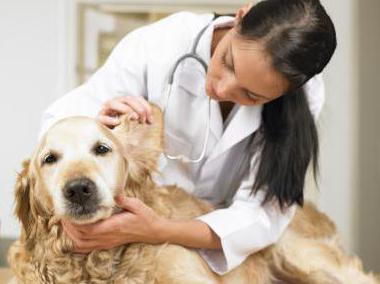 Köpeğin kulakları: bir yapının özellikleri. Köpeklerde kulak hastalıkları