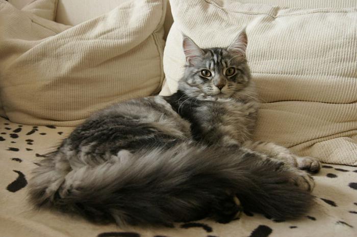 Aylara göre Maine Coon ağırlığı. Aylara göre Maine Coon yavrularının boyu ve ağırlığı