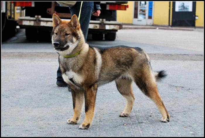 Japon köpekleri