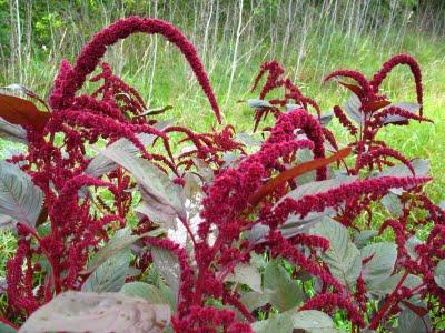 Amaranth - geleceğin çiçeği