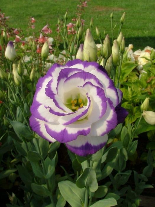 Eustoma çiçekleri: açıklama, yetiştirme, bakım
