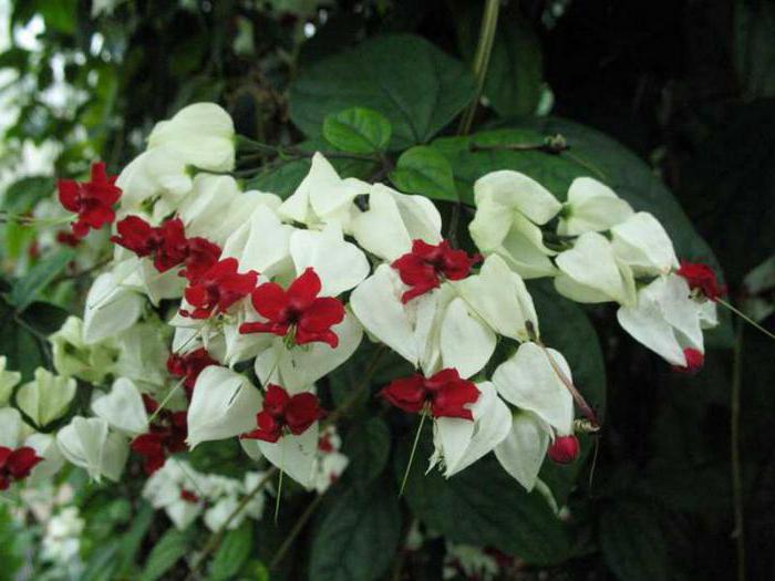 clerodendrum çiçekleri