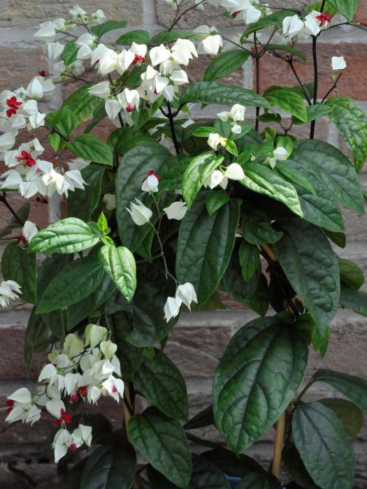 ev çiçekleri clerodendrum