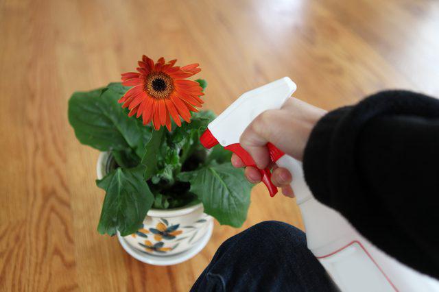 Gerbera Jameson: Evde tohumların dışına çıkmak