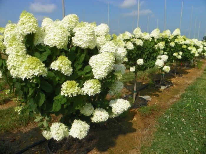 Ortanca "kutup ayısı": fotoğraflar ve bahçıvanların yorumları