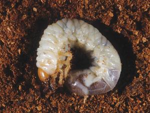 Mayıs Böceği larva kurtulmak için nasıl? Bahçıvanlar için pratik ipuçları