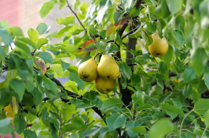 İlkbaharda bir armut nasıl ekilir: ipuçları ve püf noktaları