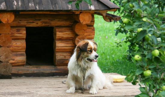 kendi elleriyle bir köpek için bir stand nasıl yapılır