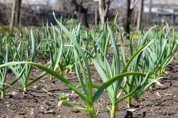 Sarımsak Nasıl Grow - Faydalı İpuçları