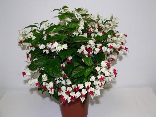 Thorpson's Clerodendrum, sevgi ve mutluluğun bir sembolüdür