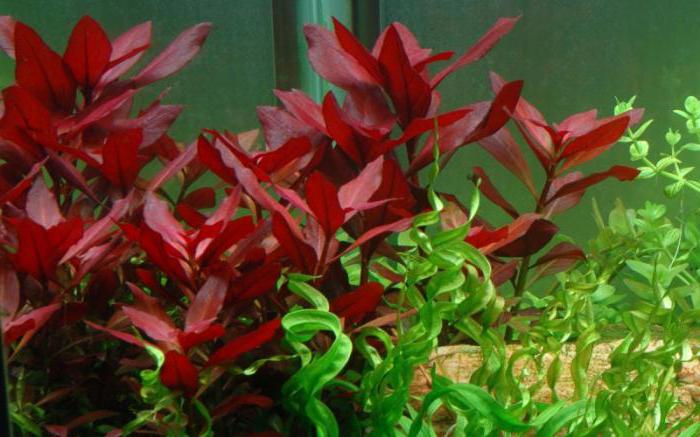 Ludwigia yakut