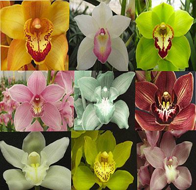 Orkide cymbidium evde