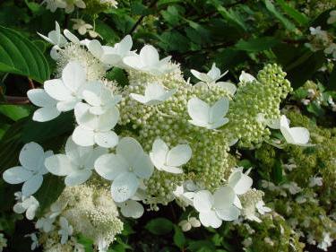 Ortanca çiçeklenme grandiflora fotoğraf