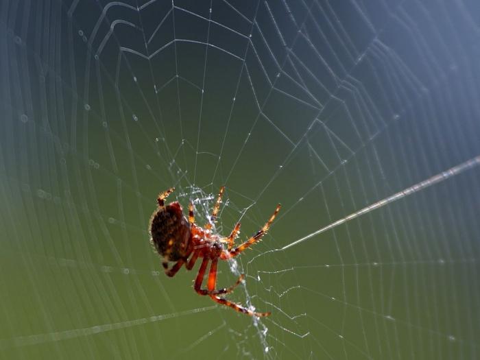 büyük bir örümcek ne yapar