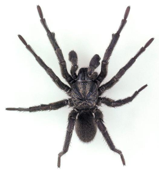 Büyük siyah örümceklerin neyi hayal ettiğini merak ediyorum? Hafızanızda Rummage