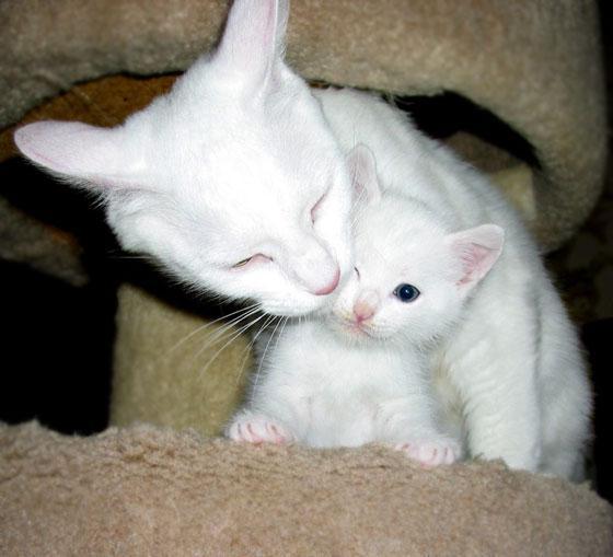 Neden beyaz bir kedi hayal? Rüyaların yorumu