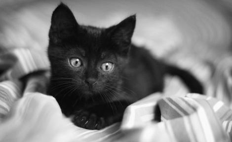 Neden siyah yavru kedi hayal ediyorsun? Öğreneceğiz!