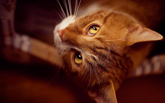 Sevgi ve kötü kırmızı kediler: neden rüya? Ne öngörüyorlar?
