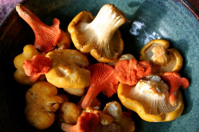 chanterelles yanlış ve gerçek