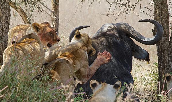 Afrika aslanları: açıklama ve fotoğraf