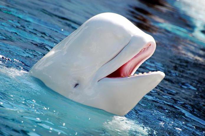 beluga yunus