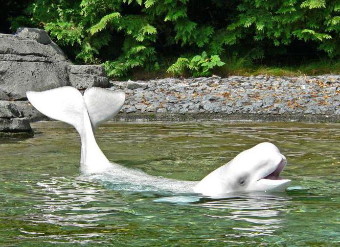 beluga yunus fotoğraf