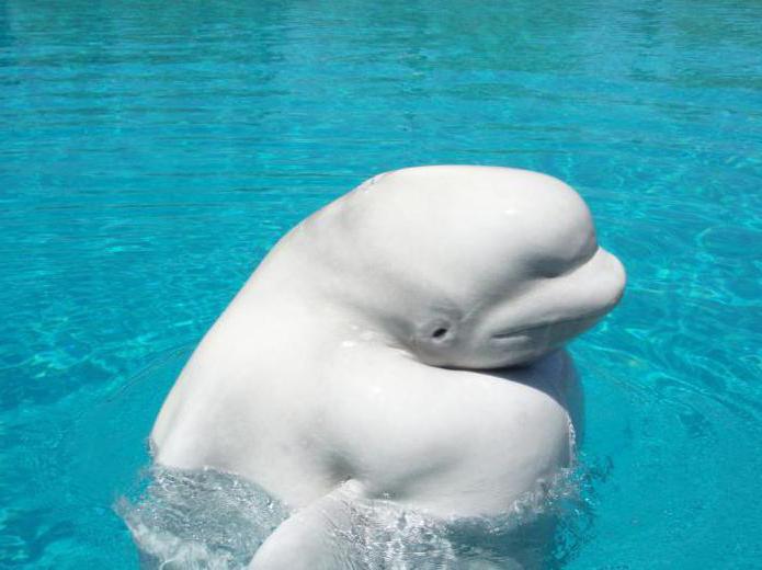 beluga arctic yunus 