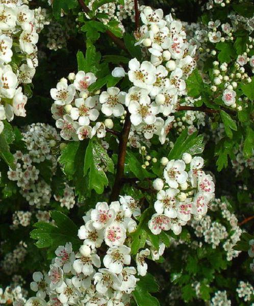 Hawthorn - folklorik tıpta kullanıldığında fayda ve zarar verir