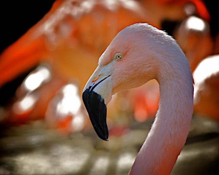 flamingo kuşu