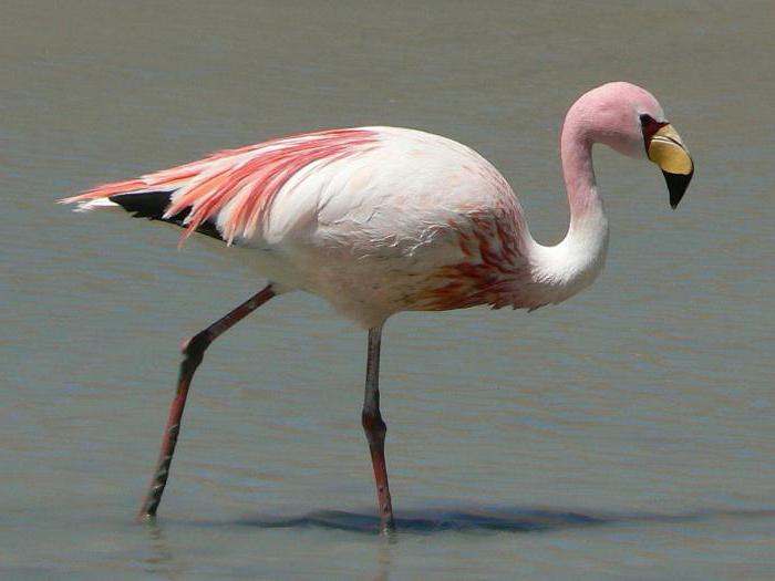 Çocuklar için kuş flamingo açıklaması