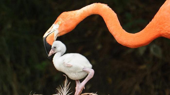 flamingo güzel kuş